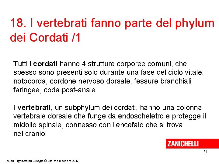 18. I vertebrati fanno parte del phylum dei Cordati /1 Tutti i cordati hanno