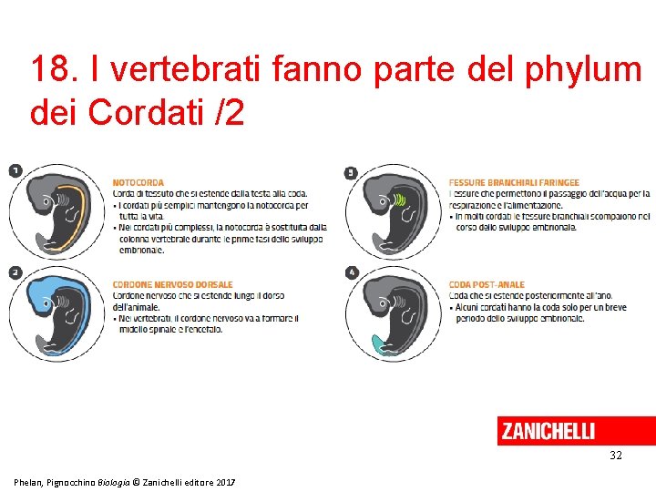 18. I vertebrati fanno parte del phylum dei Cordati /2 32 Phelan, Pignocchino Biologia