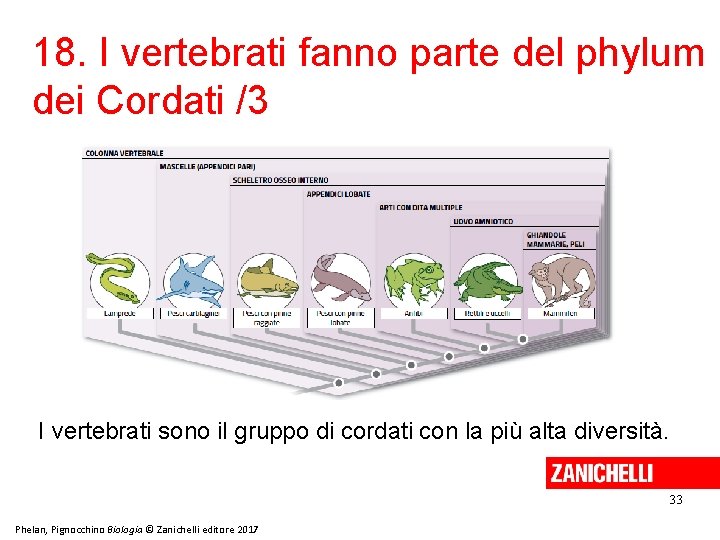 18. I vertebrati fanno parte del phylum dei Cordati /3 I vertebrati sono il