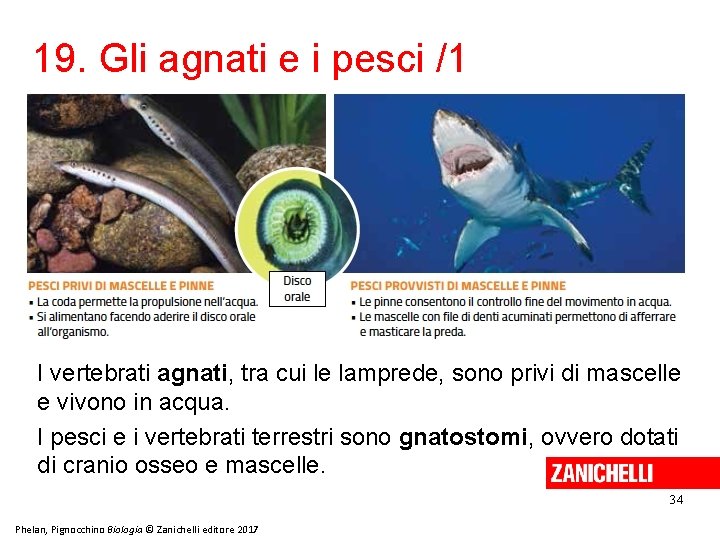 19. Gli agnati e i pesci /1 I vertebrati agnati, tra cui le lamprede,