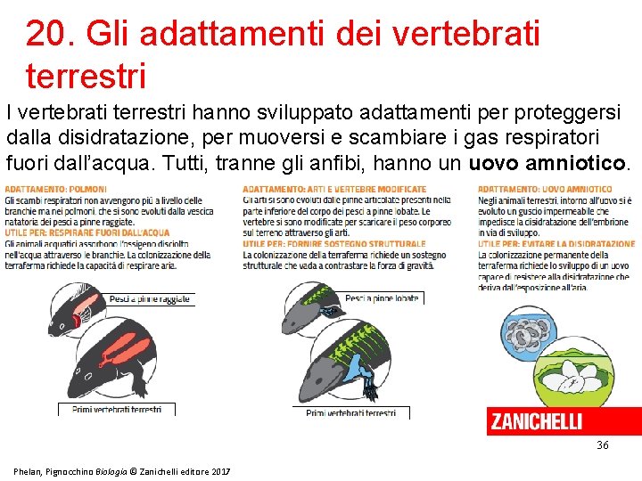 20. Gli adattamenti dei vertebrati terrestri I vertebrati terrestri hanno sviluppato adattamenti per proteggersi