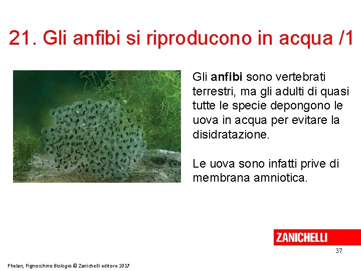 21. Gli anfibi si riproducono in acqua /1 Gli anfibi sono vertebrati terrestri, ma