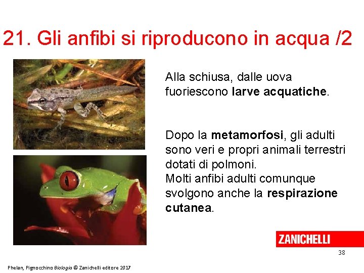 21. Gli anfibi si riproducono in acqua /2 Alla schiusa, dalle uova fuoriescono larve