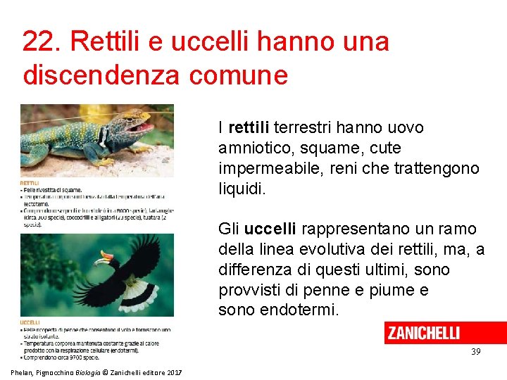 22. Rettili e uccelli hanno una discendenza comune I rettili terrestri hanno uovo amniotico,