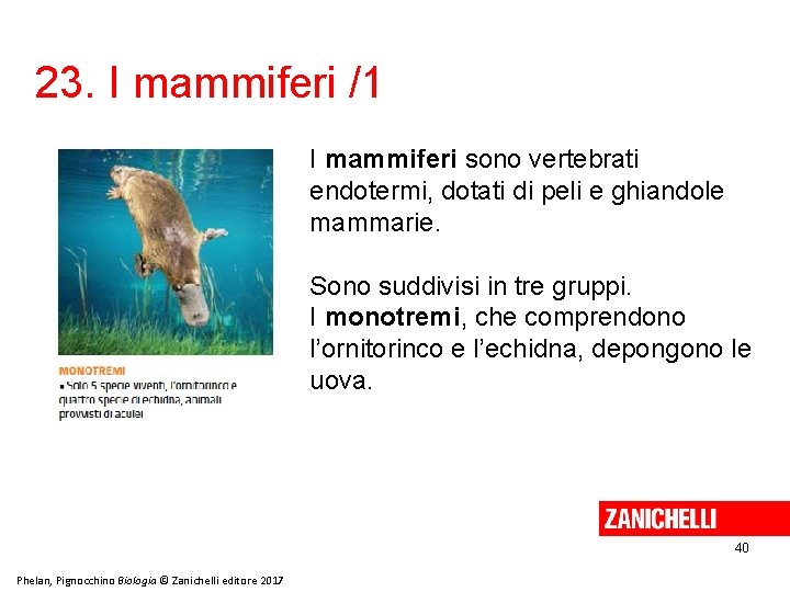 23. I mammiferi /1 I mammiferi sono vertebrati endotermi, dotati di peli e ghiandole