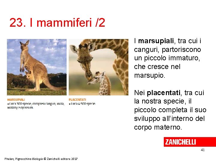 23. I mammiferi /2 I marsupiali, tra cui i canguri, partoriscono un piccolo immaturo,