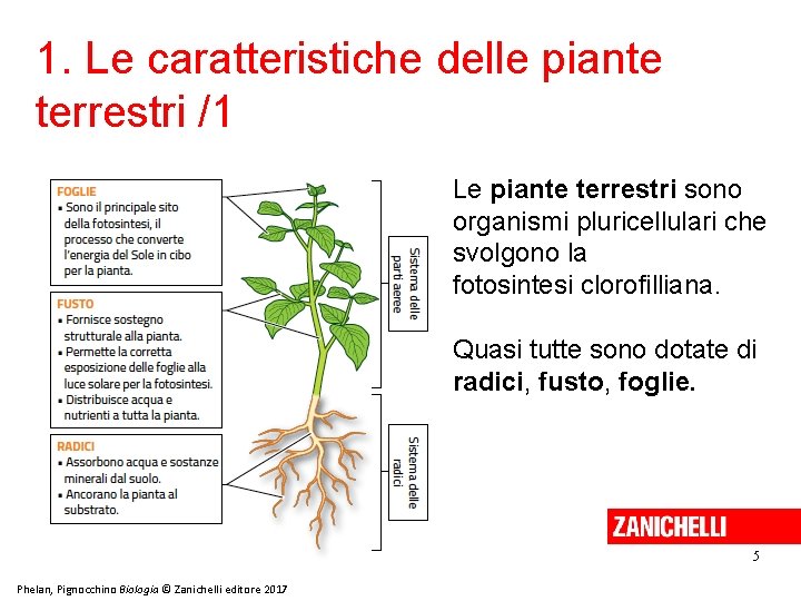 1. Le caratteristiche delle piante terrestri /1 Le piante terrestri sono organismi pluricellulari che