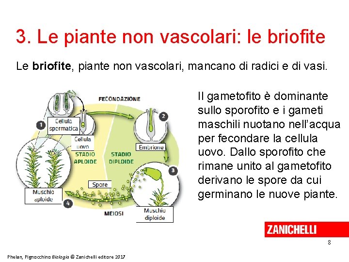 3. Le piante non vascolari: le briofite Le briofite, piante non vascolari, mancano di