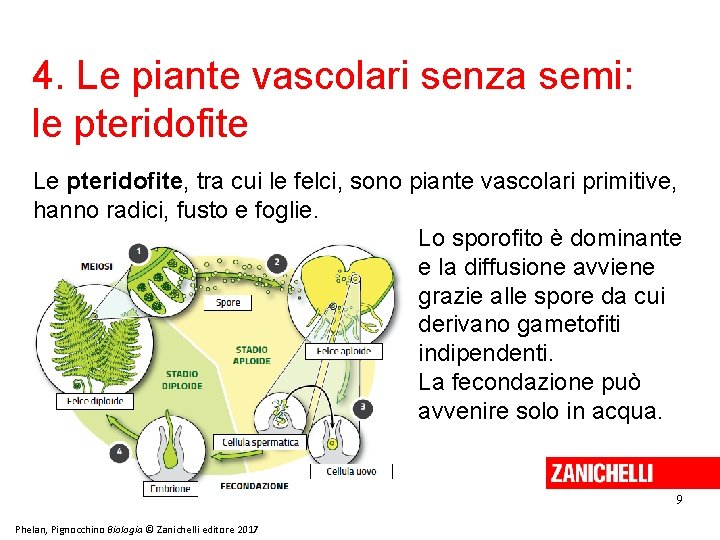 4. Le piante vascolari senza semi: le pteridofite Le pteridofite, tra cui le felci,