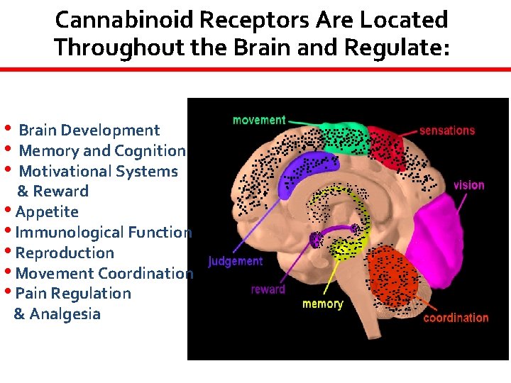 Cannabinoid Receptors Are Located Throughout the Brain and Regulate: • • • . .