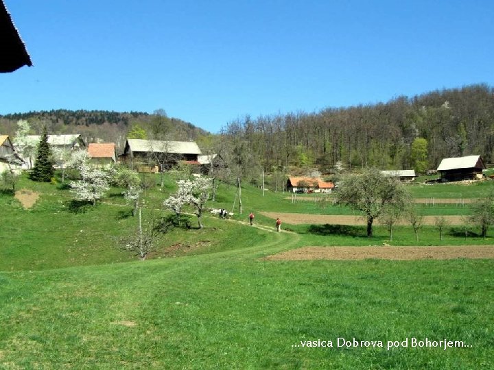 …vasica Dobrova pod Bohorjem. . . 