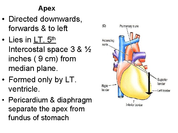 Apex • Directed downwards, forwards & to left • Lies in LT. 5 th