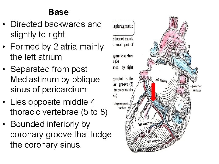  • • • Base Directed backwards and slightly to right. Formed by 2