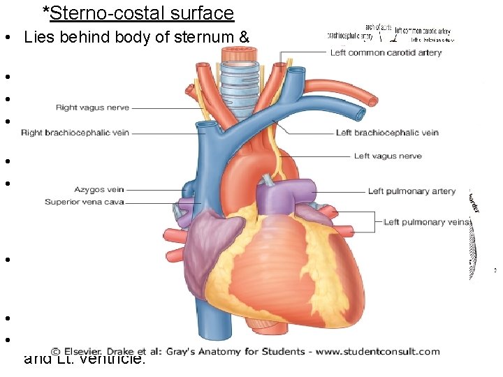 *Sterno-costal surface • Lies behind body of sternum & 3 rd to 6 th *Sterno-costal surface • Lies behind body of sternum & 3 rd to 6 th
