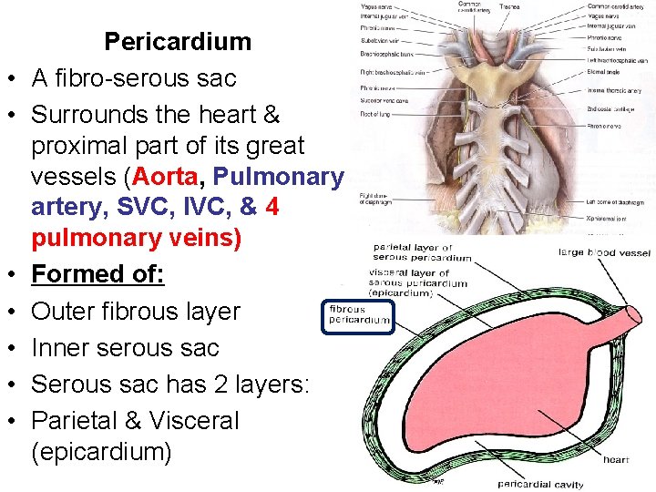  • • Pericardium A fibro-serous sac Surrounds the heart & proximal part of