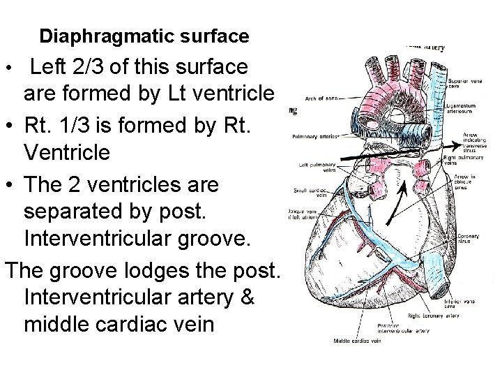 Diaphragmatic surface • Left 2/3 of this surface are formed by Lt ventricle •