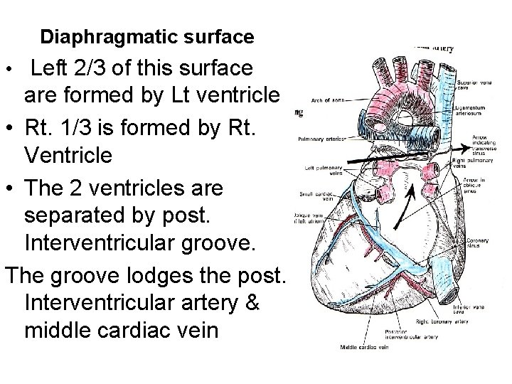 Diaphragmatic surface • Left 2/3 of this surface are formed by Lt ventricle • Diaphragmatic surface • Left 2/3 of this surface are formed by Lt ventricle •
