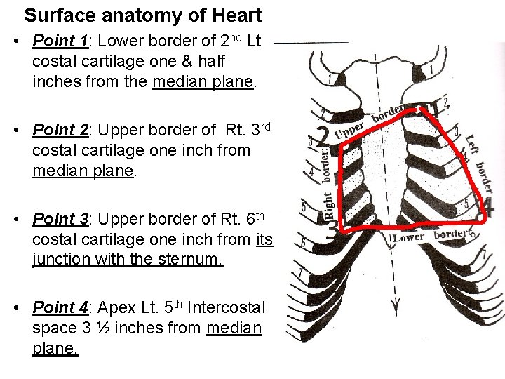 Surface anatomy of Heart • Point 1: Lower border of 2 nd Lt costal Surface anatomy of Heart • Point 1: Lower border of 2 nd Lt costal
