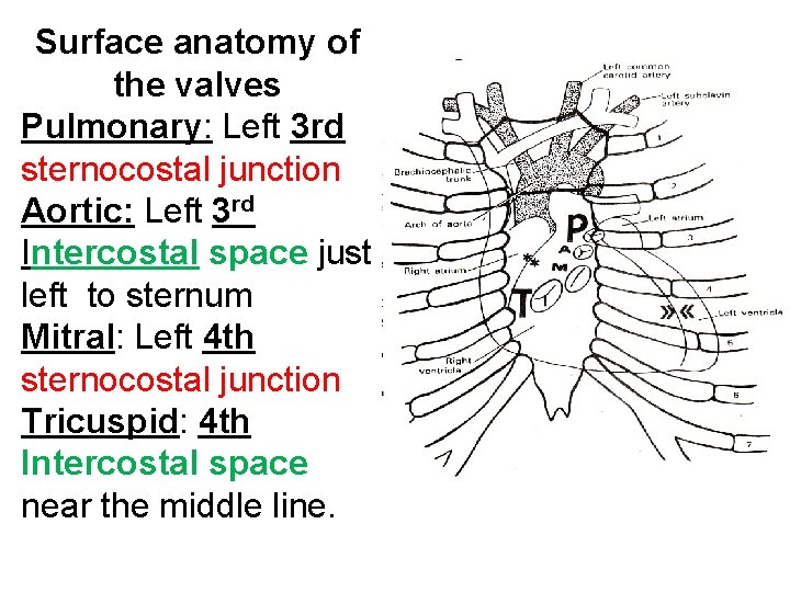 Surface anatomy of the valves Pulmonary: Left 3 rd sternocostal junction Aortic: Left 3