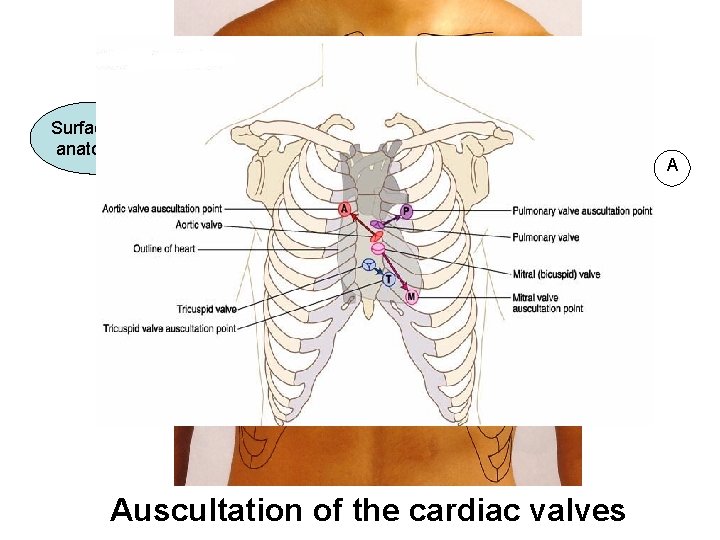 Surface anatomy Auscultation of the cardiac valves A Surface anatomy Auscultation of the cardiac valves A