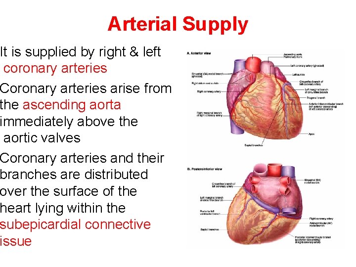 Arterial Supply It is supplied by right & left coronary arteries Coronary arteries arise
