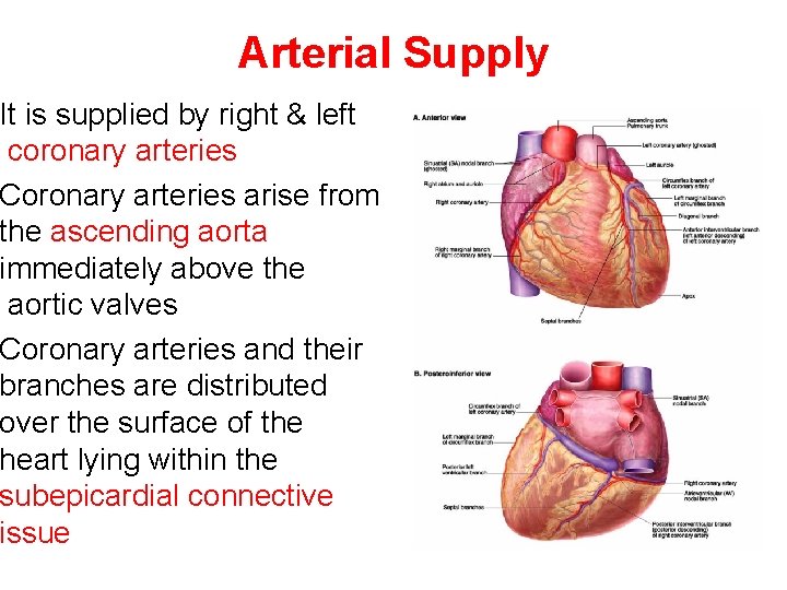 Arterial Supply It is supplied by right & left coronary arteries Coronary arteries arise Arterial Supply It is supplied by right & left coronary arteries Coronary arteries arise