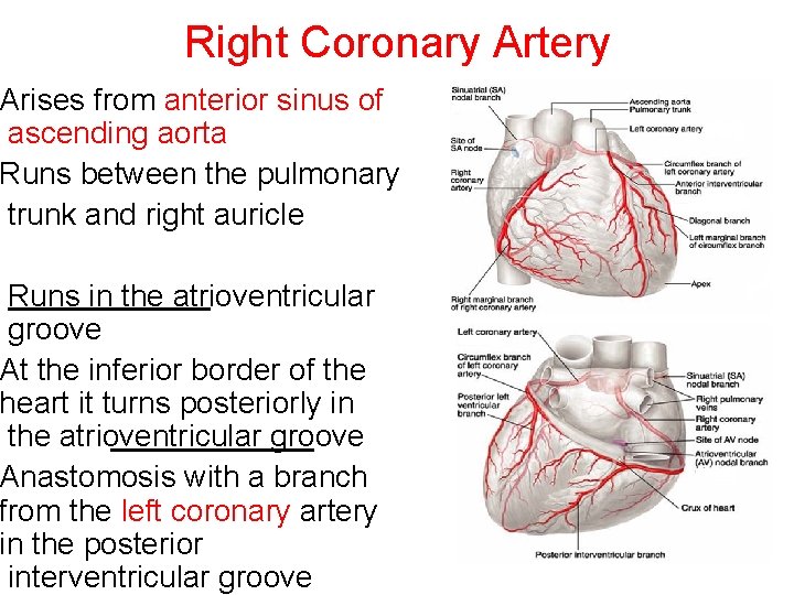 Right Coronary Artery Arises from anterior sinus of ascending aorta Runs between the pulmonary Right Coronary Artery Arises from anterior sinus of ascending aorta Runs between the pulmonary