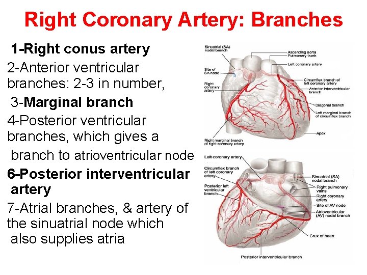 Right Coronary Artery: Branches 1 -Right conus artery 2 -Anterior ventricular branches: 2 -3 Right Coronary Artery: Branches 1 -Right conus artery 2 -Anterior ventricular branches: 2 -3