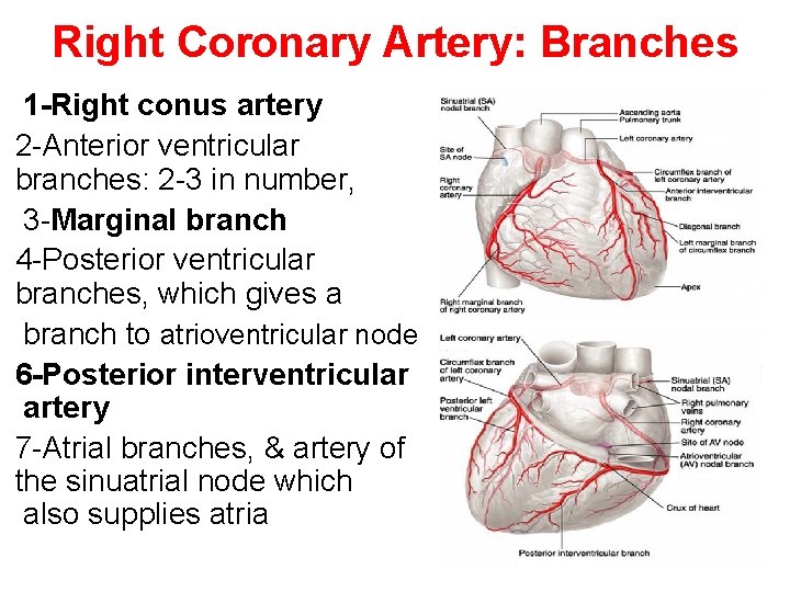 Right Coronary Artery: Branches 1 -Right conus artery 2 -Anterior ventricular branches: 2 -3