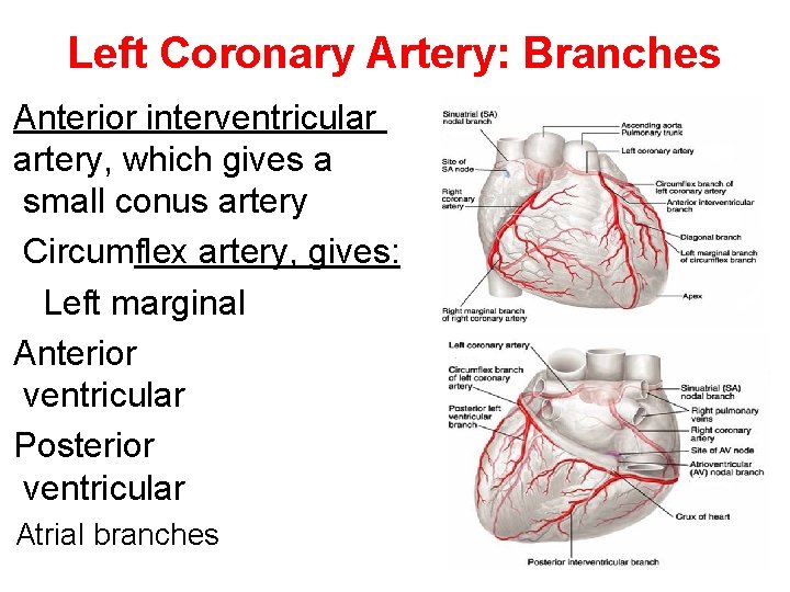 Left Coronary Artery: Branches Anterior interventricular artery, which gives a small conus artery Circumflex Left Coronary Artery: Branches Anterior interventricular artery, which gives a small conus artery Circumflex