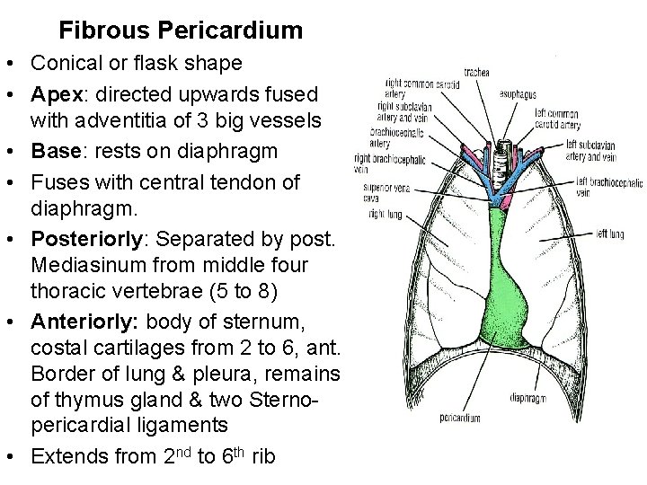 Fibrous Pericardium • Conical or flask shape • Apex: directed upwards fused with adventitia