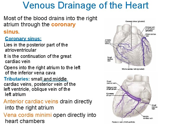 Venous Drainage of the Heart Most of the blood drains into the right atrium Venous Drainage of the Heart Most of the blood drains into the right atrium