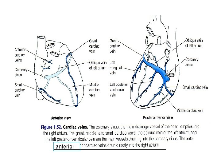 anterior anterior