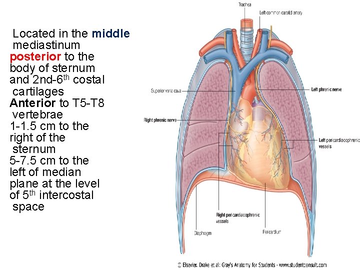 Located in the middle mediastinum posterior to the body of sternum and 2 nd-6 Located in the middle mediastinum posterior to the body of sternum and 2 nd-6