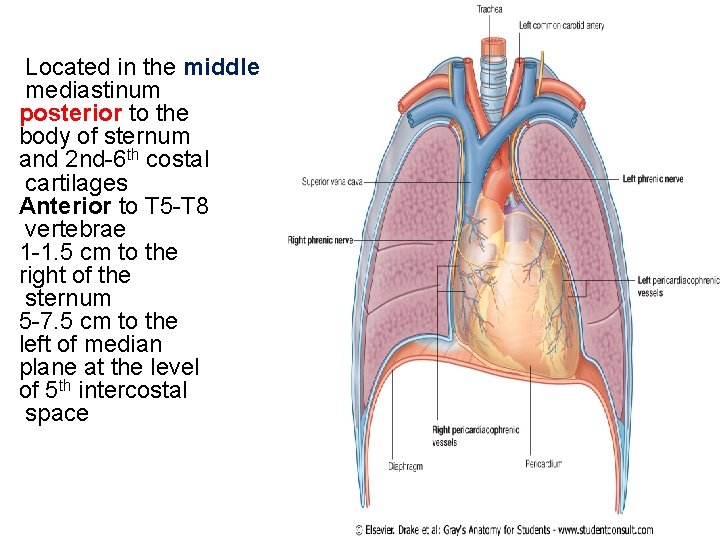 Located in the middle mediastinum posterior to the body of sternum and 2 nd-6