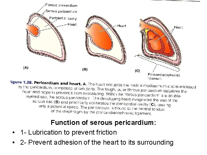 Function of serous pericardium: • 1 - Lubrication to prevent friction • 2 -