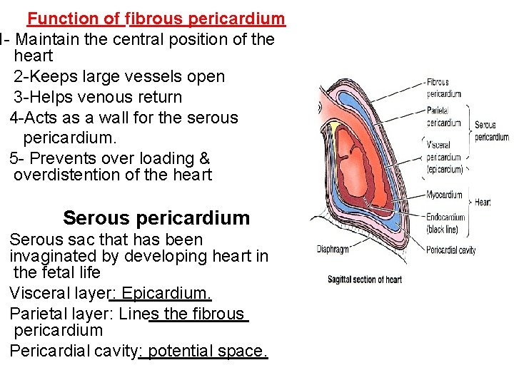 Function of fibrous pericardium 1 - Maintain the central position of the heart 2