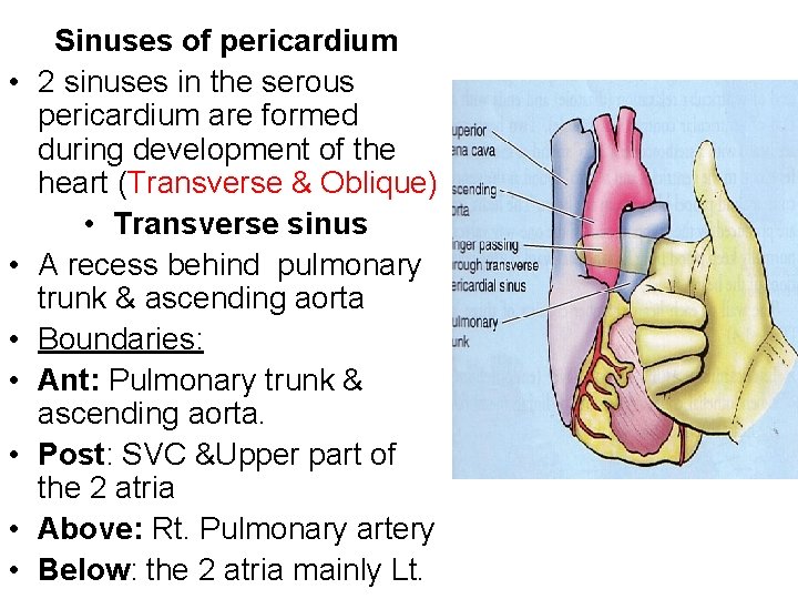  • • Sinuses of pericardium 2 sinuses in the serous pericardium are formed