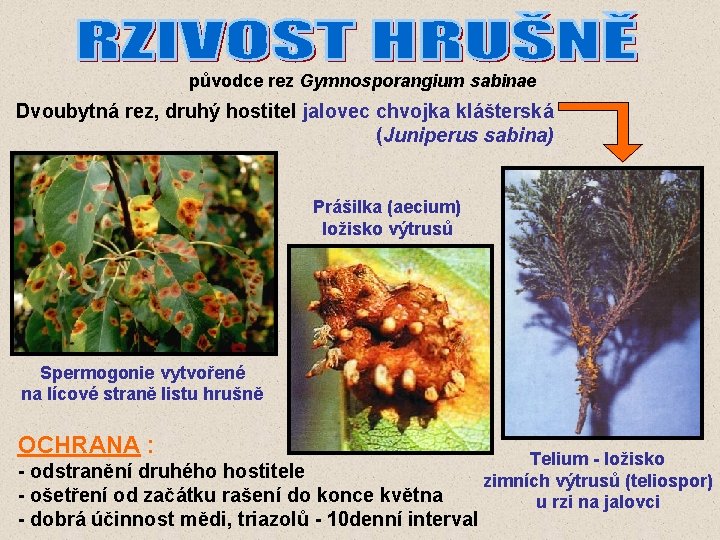 původce rez Gymnosporangium sabinae Dvoubytná rez, druhý hostitel jalovec chvojka klášterská (Juniperus sabina) Prášilka