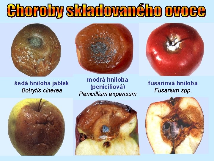 šedá hniloba jablek Botrytis cinerea modrá hniloba (peniciliová) Penicillium expansum fusariová hniloba Fusarium spp.