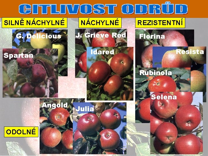 SILNĚ NÁCHYLNÉ G. Delicious NÁCHYLNÉ J. Grieve Red REZISTENTNÍ Florina Resista Idared Spartan Rubinola