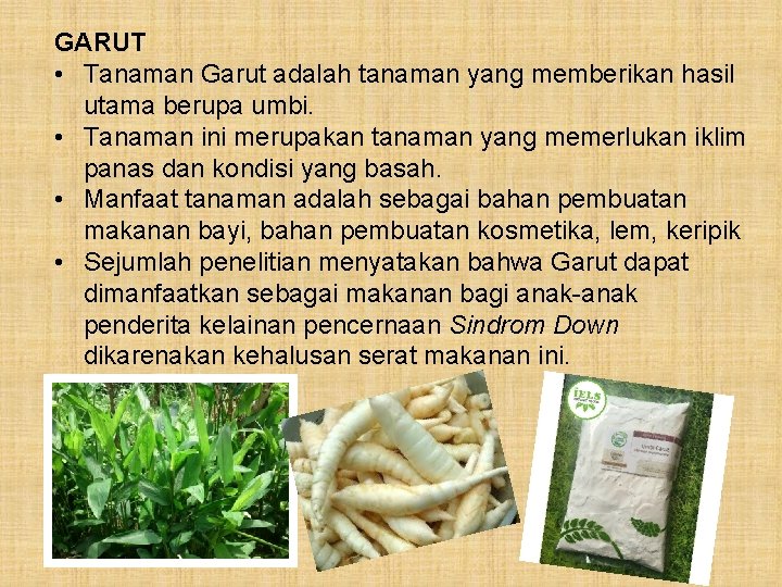 GARUT • Tanaman Garut adalah tanaman yang memberikan hasil utama berupa umbi. • Tanaman