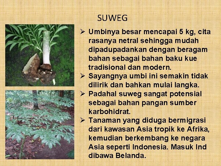 SUWEG Ø Umbinya besar mencapai 5 kg, cita rasanya netral sehingga mudah dipadupadankan dengan