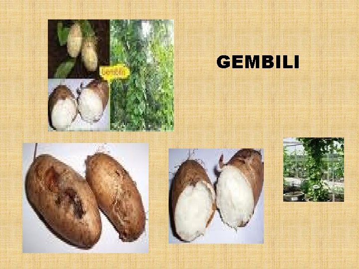 GEMBILI 