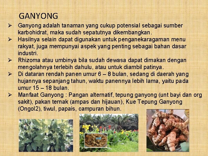 GANYONG Ø Ganyong adalah tanaman yang cukup potensial sebagai sumber karbohidrat, maka sudah sepatutnya