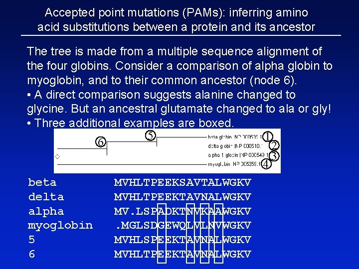 Accepted point mutations (PAMs): inferring amino acid substitutions between a protein and its ancestor