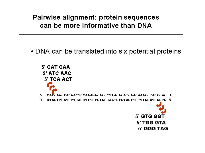 Pairwise alignment: protein sequences can be more informative than DNA • DNA can be