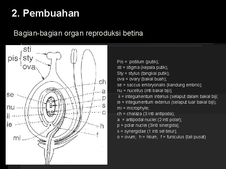 2. Pembuahan Bagian-bagian organ reproduksi betina Pis = pistilum (putik); sti = stigma (kepala