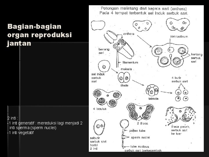 Bagian-bagian organ reproduksi jantan 2 inti : -1 inti generatif : mereduksi lagi menjadi
