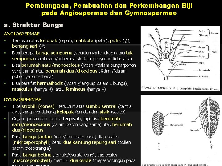 Pembungaan, Pembuahan dan Perkembangan Biji pada Angiospermae dan Gymnospermae a. Struktur Bunga ANGIOSPERMAE §